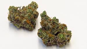 Apple Fritter Strain